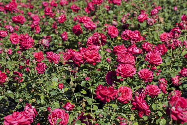 Rosa 'Dame de Coeur'