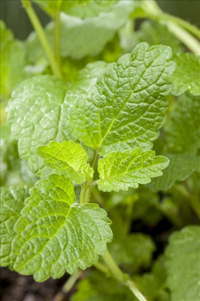 Mentha
