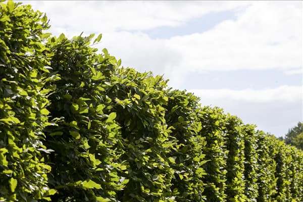 Carpinus betulus 'Frans Fontaine'