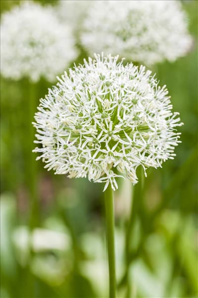 Allium rosenbachianum 'Album'