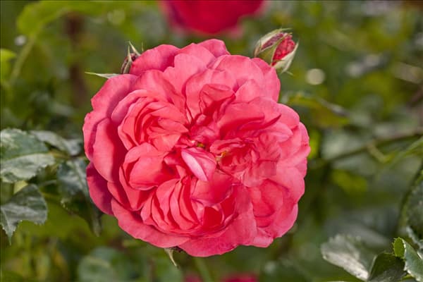 Kletterrose, karminrot