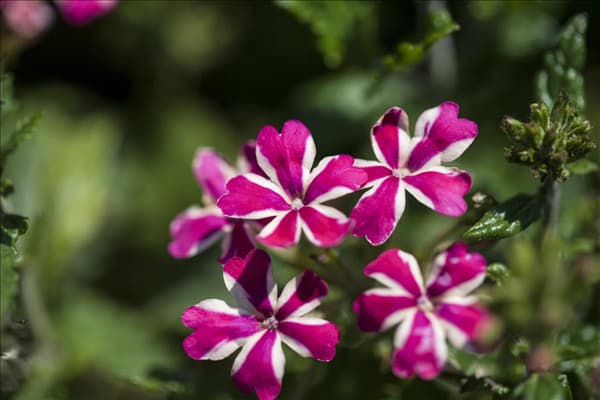 Verbena