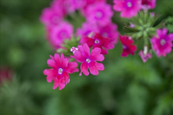 Verbena