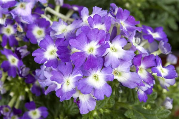 Verbena