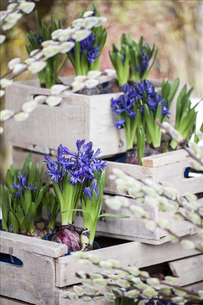 Hyacinthus multiflora