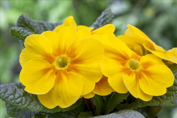 Primula vulgaris, gelb