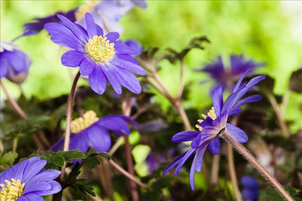 Anemone blanda, blau