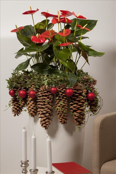 Anthurium x andreanum