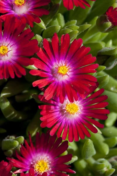 Delosperma cooperi Jewel of Desert 'Garnet'