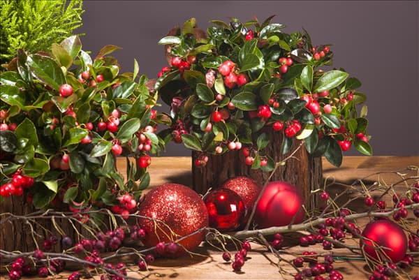 Gaultheria procumbens