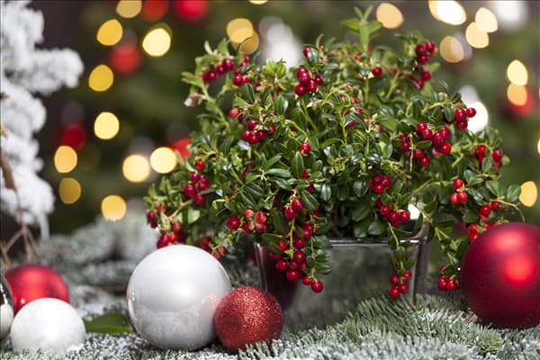 Vaccinium vitis-idaea 'Miss Cherry'(s)