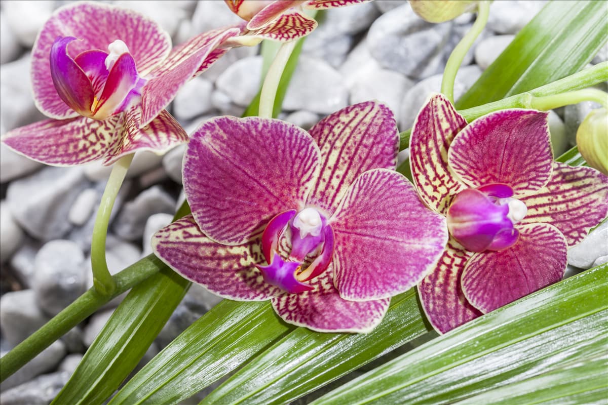 Orchideen
