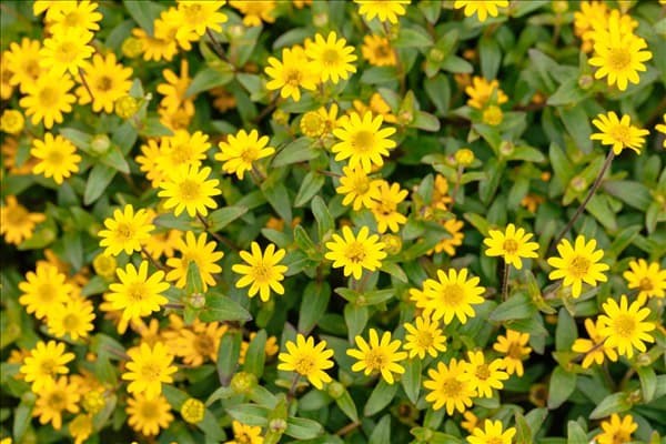 Sanvitalia procumbens 'Queen of Sunlight'