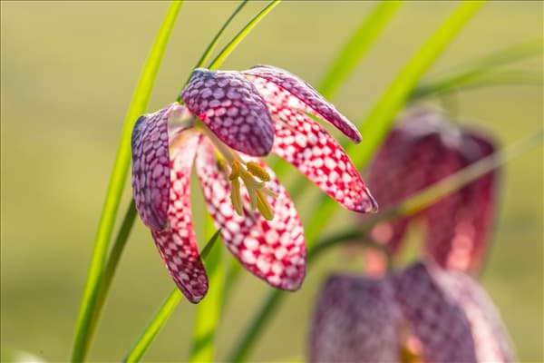 Fritillaria meleagris