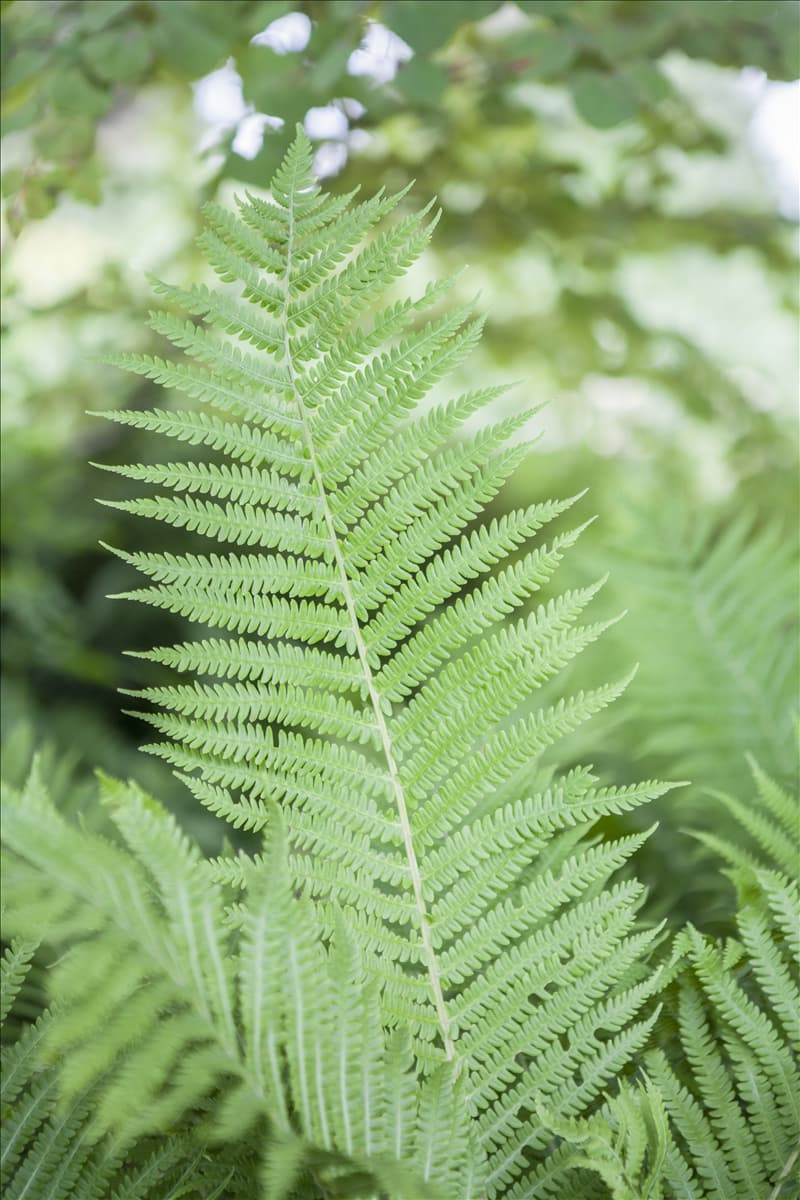 Athyrium filix-femina Wald-Frauenfarn