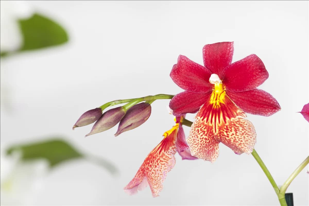 Cambria 'Nelly Isler'