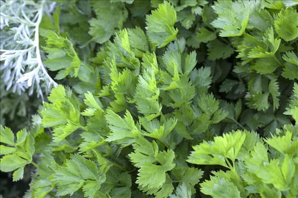 Apium graveolens var. secalinum