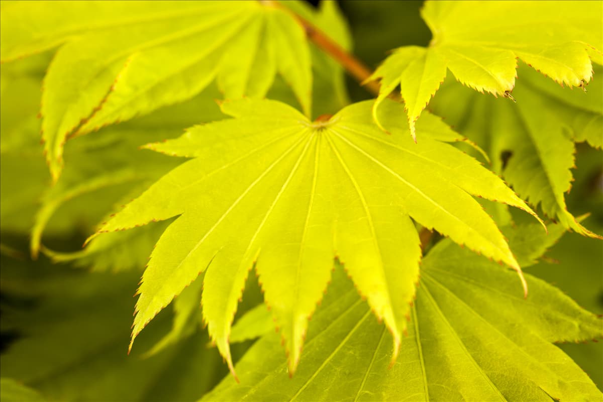 Acer shirasawanum 'Aureum'