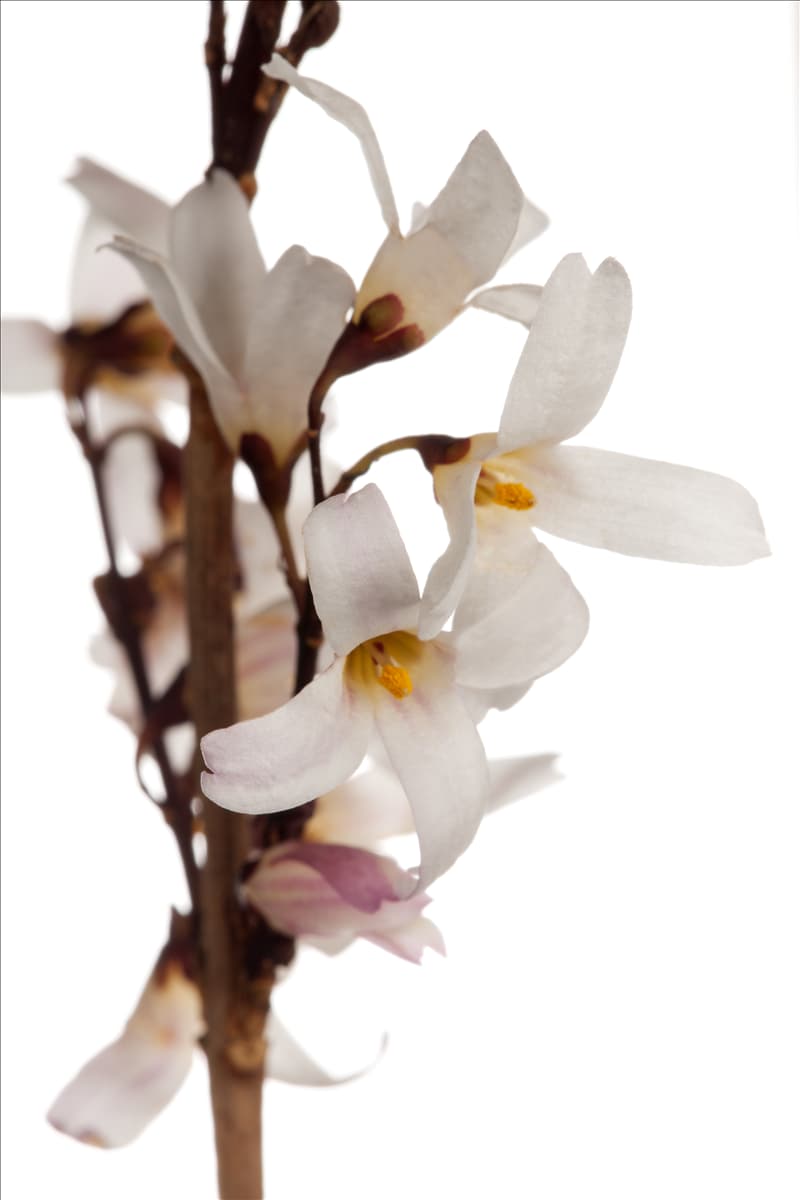 Abeliophyllum distichum Weiße Forsythie