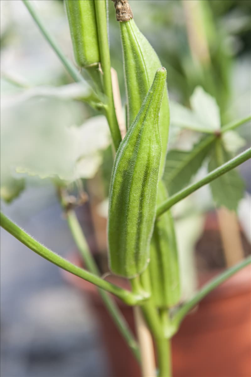 Abelmoschus esculentus Okra