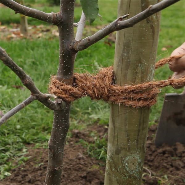 Apfelbaum - Einpflanzen im Garten (Anleitung - 9)