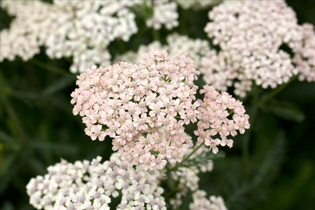 Achillea millefolium 'Apfelblüte' Schafgarbe 'Apfelblüte'
