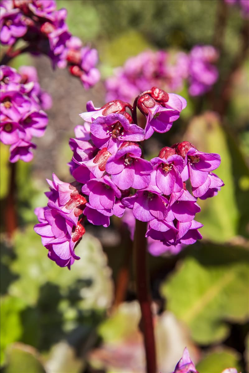 Bergenia cordifolia 'Schneekönigin'
