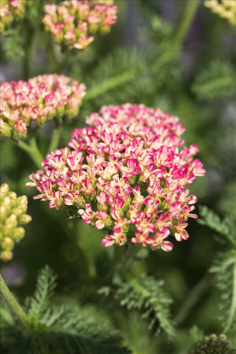 Achillea millefolium 'Desert Eve' Schafgarbe 'Desert Eve'