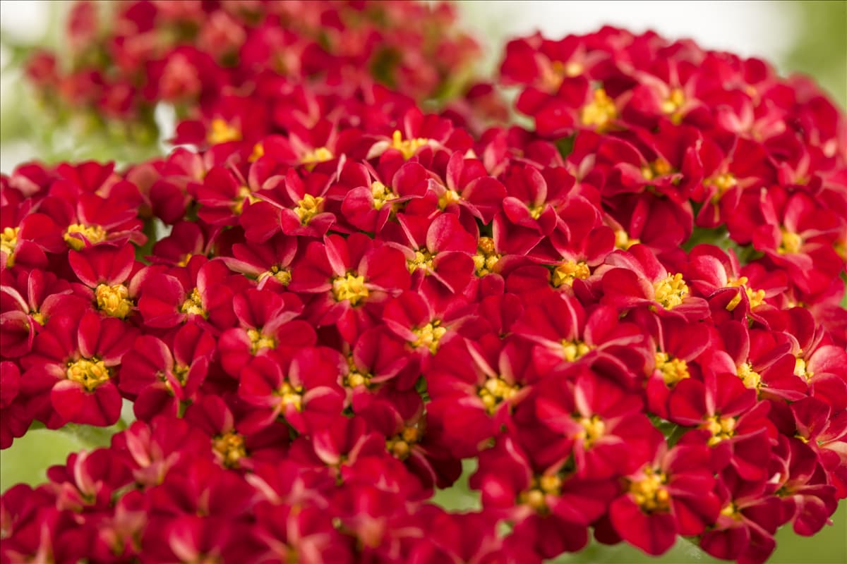 Achillea millefolium, rot
