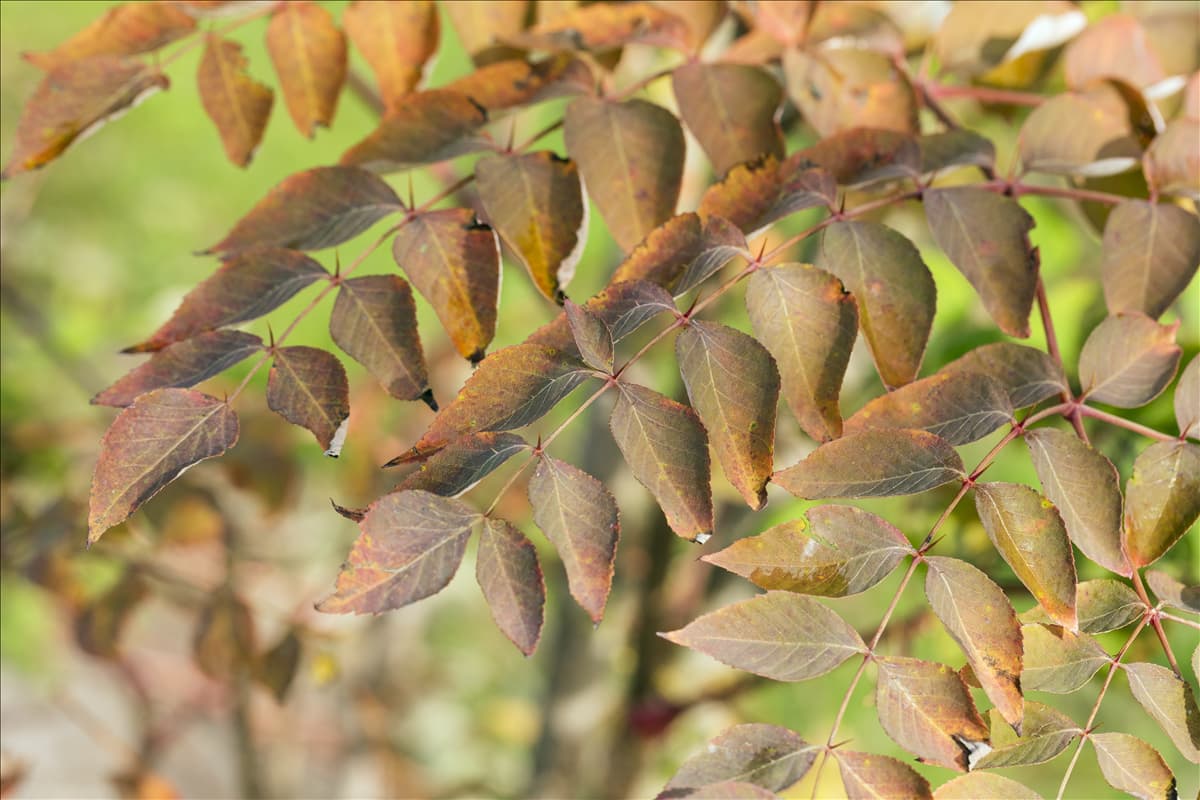 Aralia elata