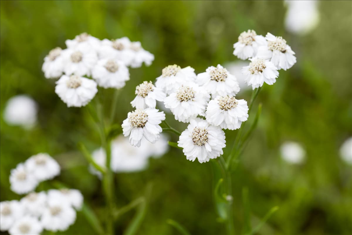 Achillea ptarmica 'Gypsy'