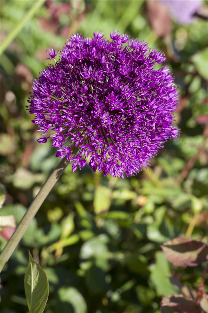 Allium aflatunense Iranischer Blumenlauch