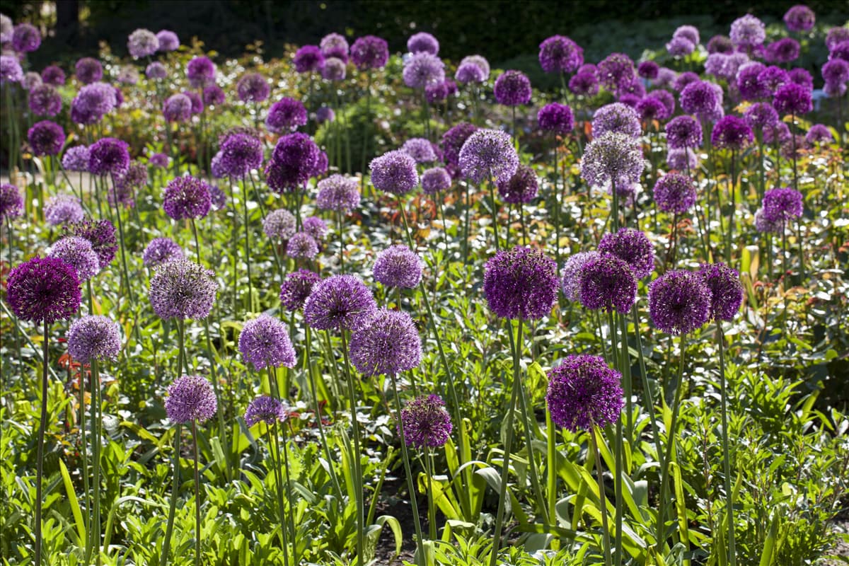 Allium giganteum Riesenlauch