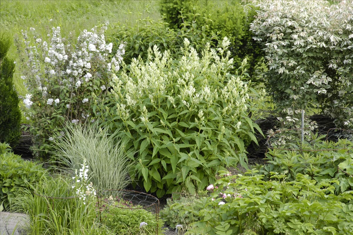 Aconogonon speciosum