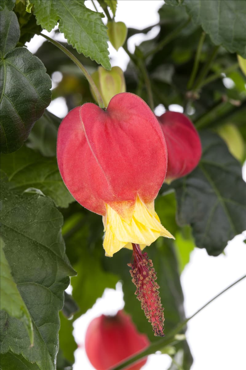 Abutilon megapotamicum 'Big Bell' Schönmalve 'Big Bell'