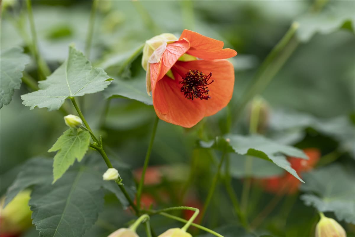 Abutilon megapotamicum 'Red Trumpet' Schönmalve 'Red Trumpet'
