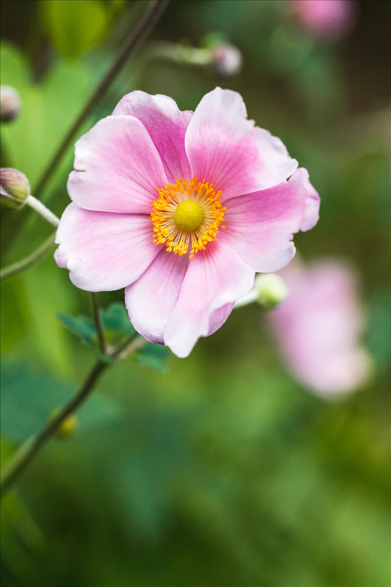Anemone japonica, rosa