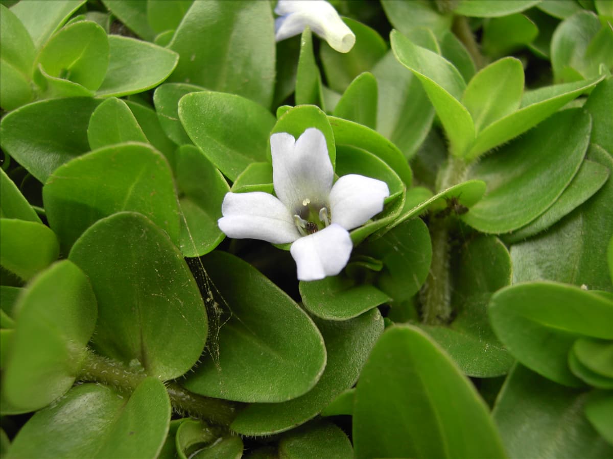 Bacopa caroliniana Großes Fettblatt