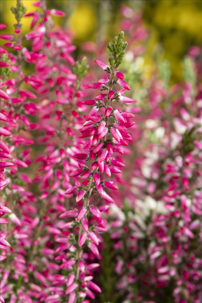 Calluna 'Beauty Ladies'® Knospenblüherheide 'Beauty Ladies'®