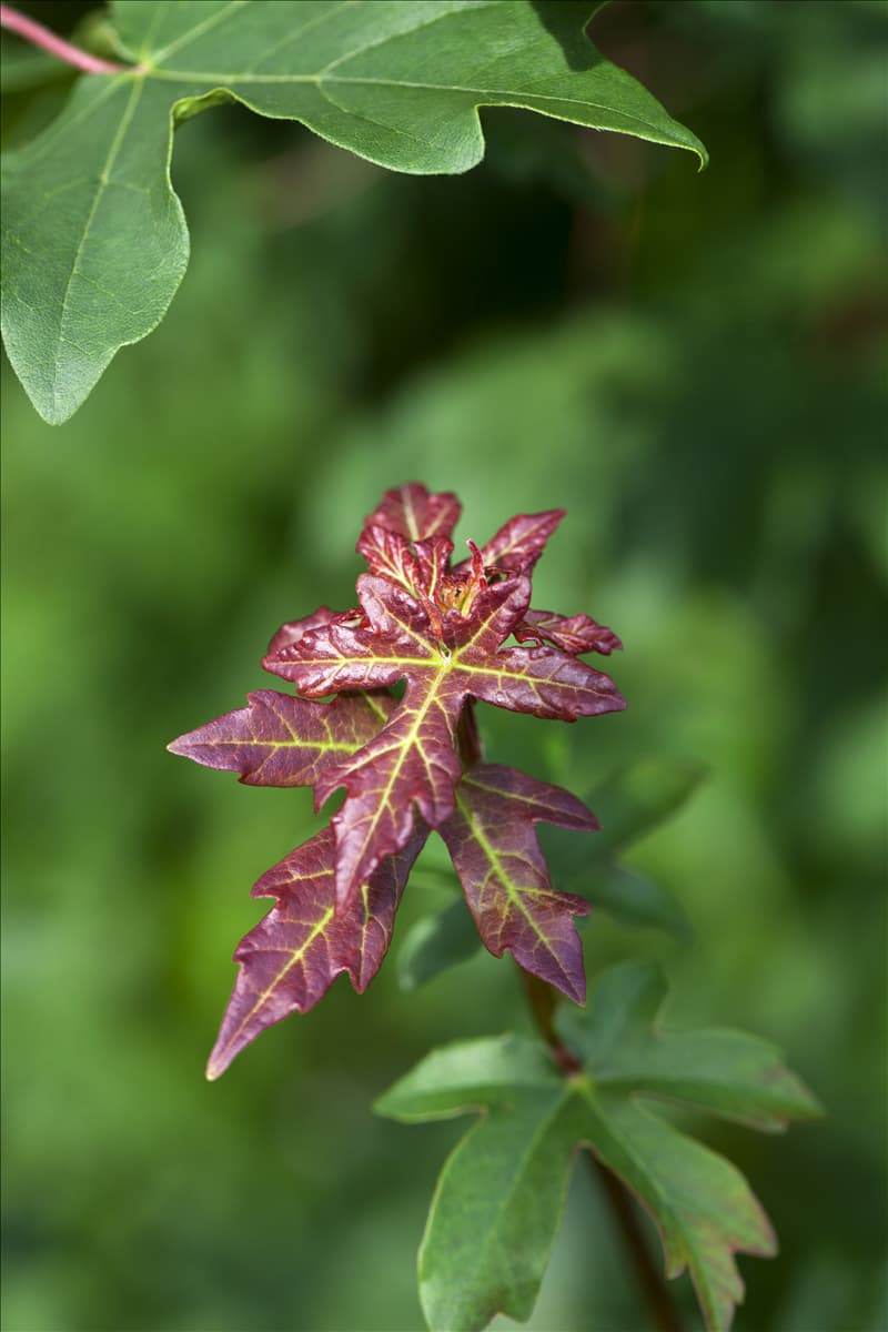 Acer campestre Feldahorn