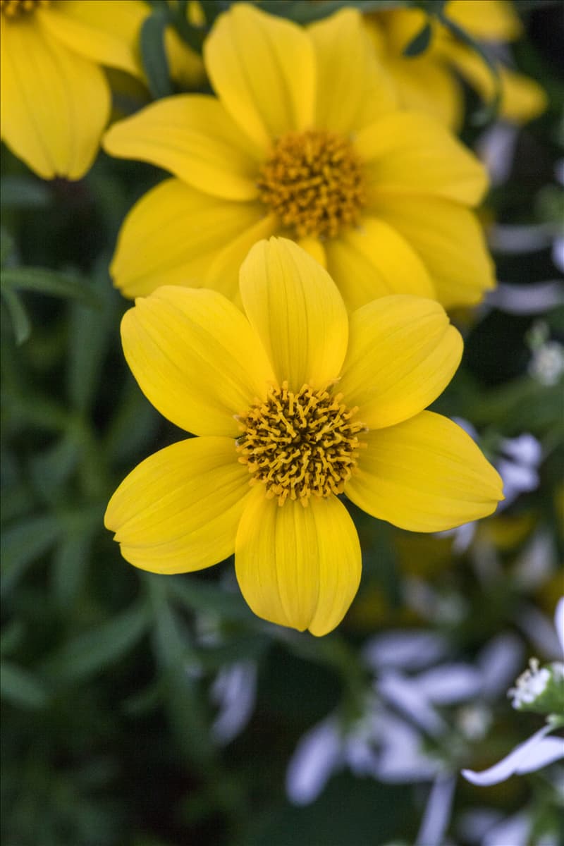 Bidens ferulifolia 'Golden Sun'(s)
