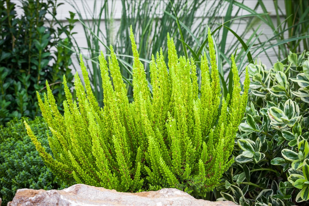 Calluna Beauty Ladies® 'Skyline' Blattschmuckheide Beauty Ladies® 'Skyline'