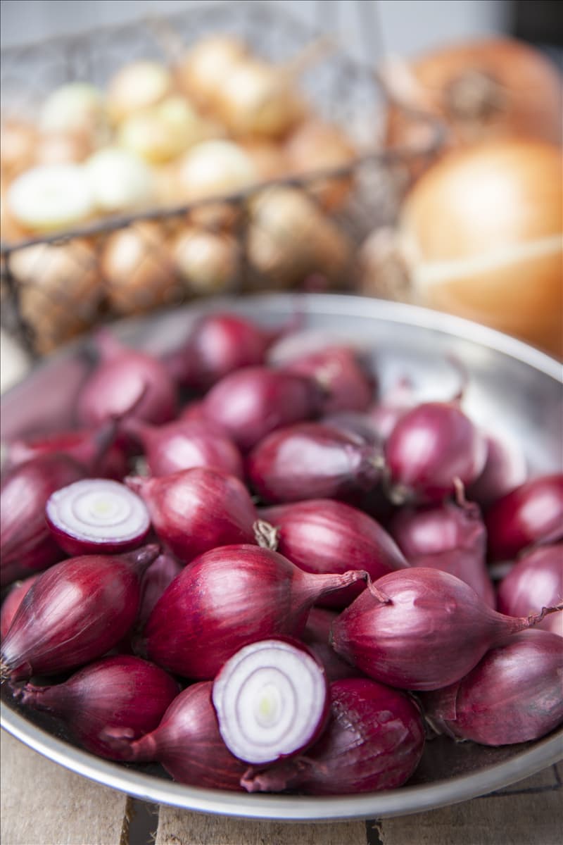 Allium cepa, rot Rote Küchen-Zwiebel