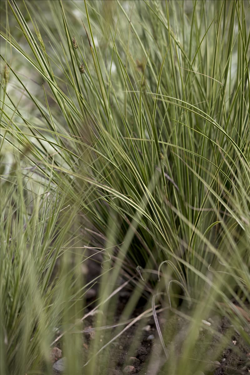 Carex brunnea 'Jenneke' Garten-Segge 'Jenneke'