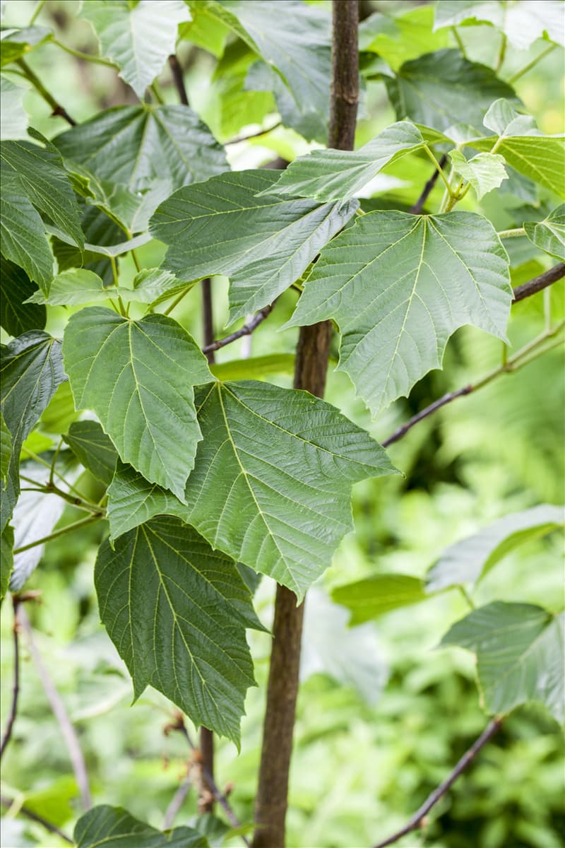 Acer capillipes Roter Schlangenhautahorn