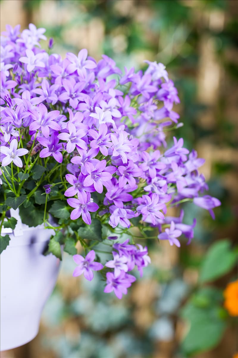 Campanula portenschlagiana