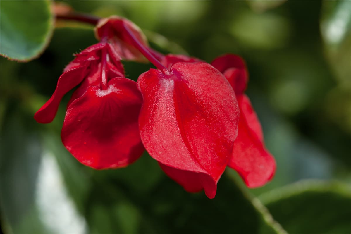 Begonia 'Dragon Wing Red' Drachenflügelbegonie 'Dragon Wing Red'