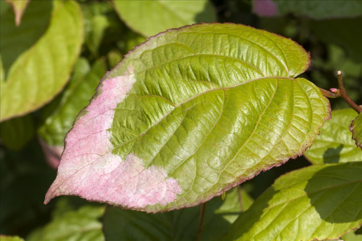 Actinidia kolomikta Scharfzähniger Strahlengriffel