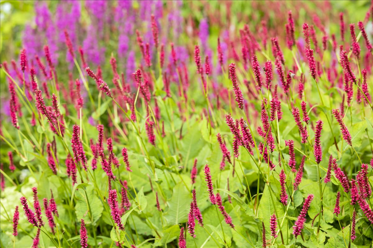 Bistorta amplexicaulis 'Atropurpureum'