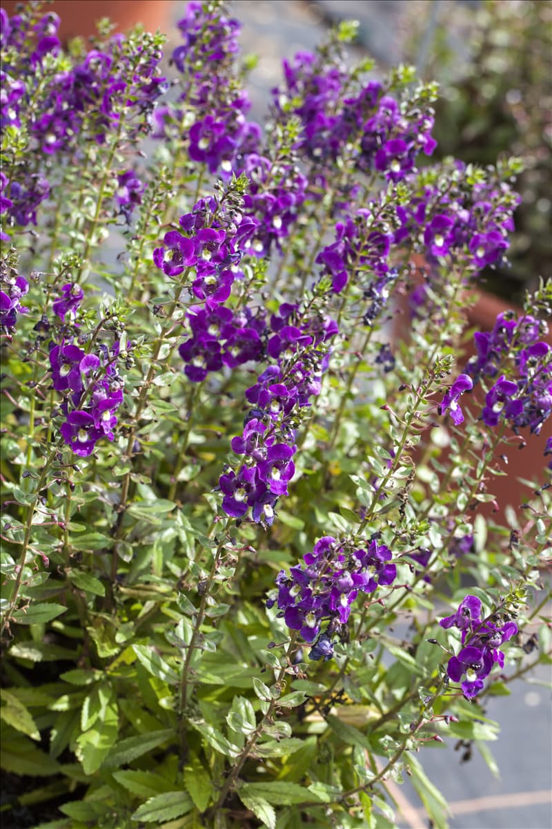 Angelonia angustifolia Engelsgesichtige Angelonie